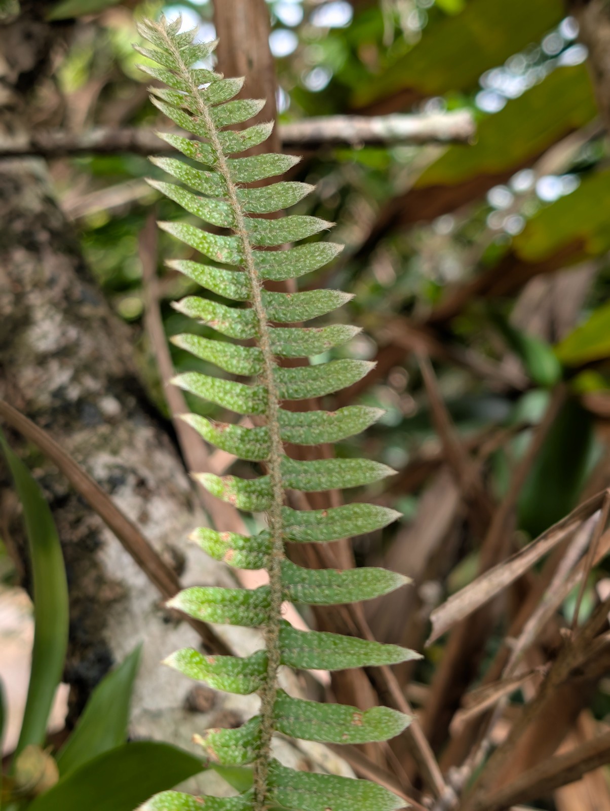 x2 Live Rare : Bare : Pleopeltis Airplant Ferns 7″ inch Furfuracea Tropical Fern