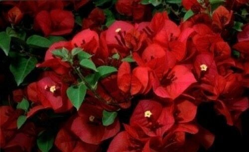 SAN DIEGO RED** Bougainvillea**Small Well Rooted Starter Plant~~VERY RARE &HTF