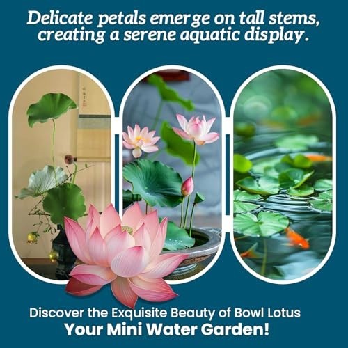60 PCS Mixed Color Lotus Seeds for Planting in Water | Non-GMO Aquatic Plants fo