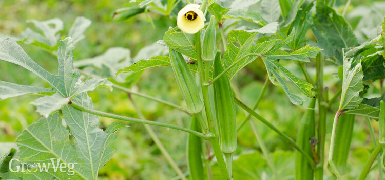 Okra Clemson Spineless Heirloom 50 Seeds Garden Planting Non-GMO