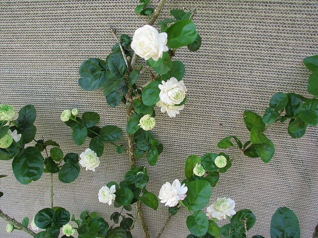 4″ Pot~Grand Duke of Tuscany Jasmine~Jasminum Sambac~Extremely Fragrant!