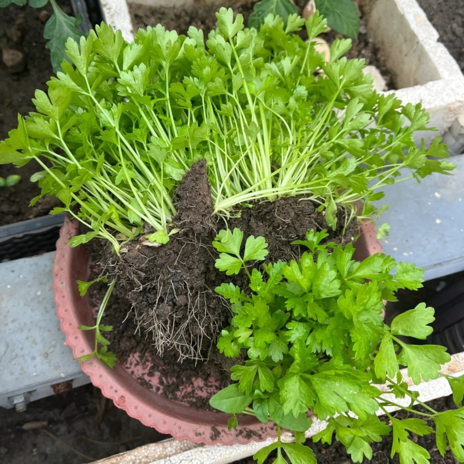 3000 Chinese Celery Seeds Small Leaf Celery Herb Seeds for Home Garden