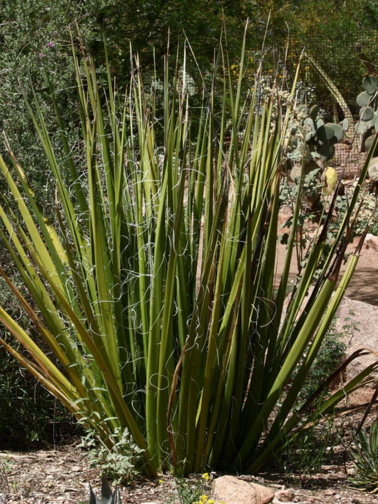 Giant Swordflower, Hesperaloe Funifera, White / Yellow Flowers (35 Seeds)