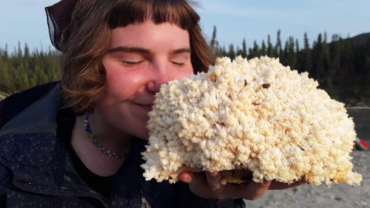 Lion’s Mane Mushroom Grow Kit (H. erinaceus) Fresh Inoculated Kit Fast Free Ship