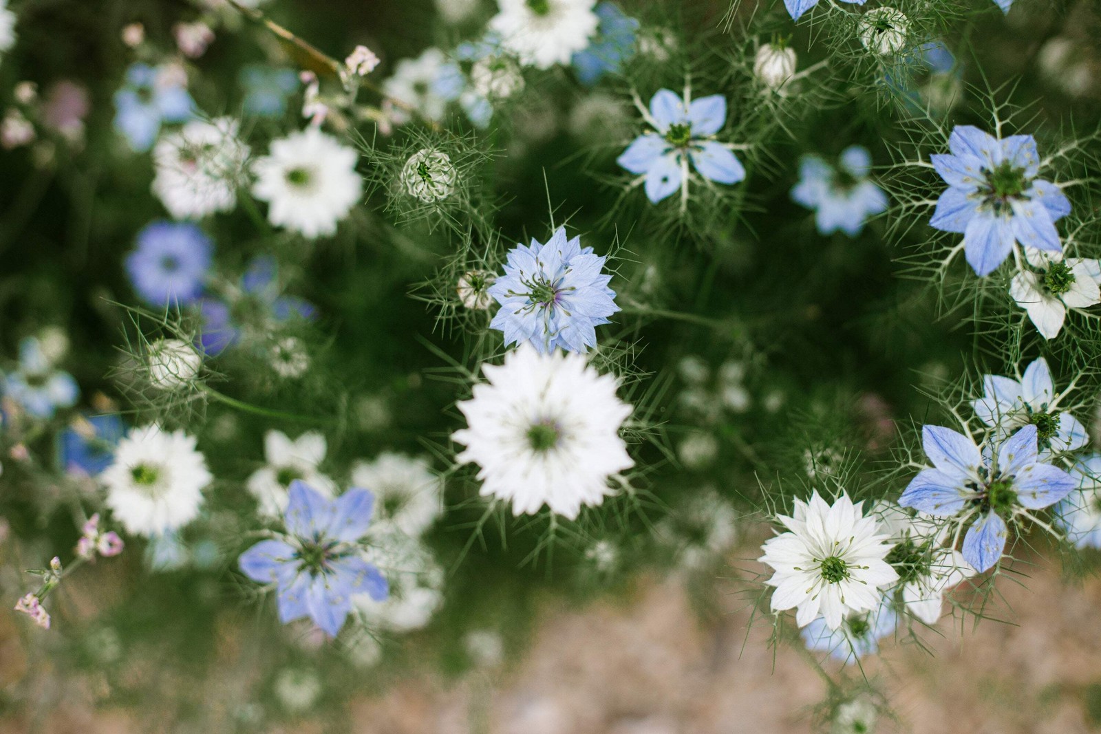 400 Blue & White LOVE IN A MIST Nigella Damascena Fennel Flower Seeds
