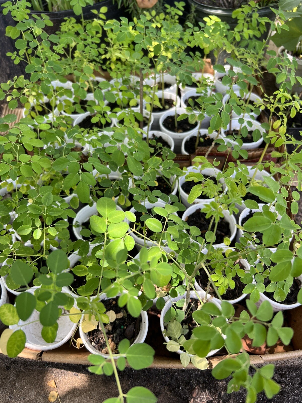 A Cup Moringa TREE Live Plant 5- 10”TREE OF LIFE FRESH Food Forest Permaculture