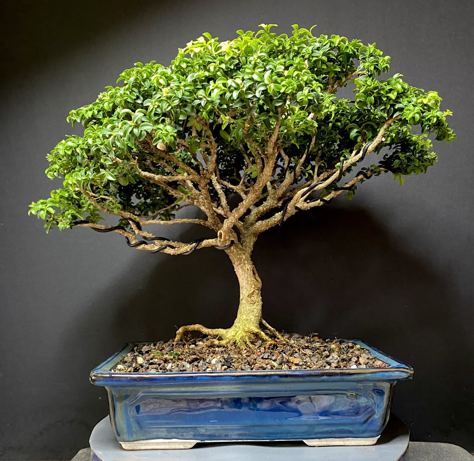 Bonsai Tree Kingsville Boxwood 25-27 Years 11 1/2” Tall, Taiwan Blue Glazed Pot