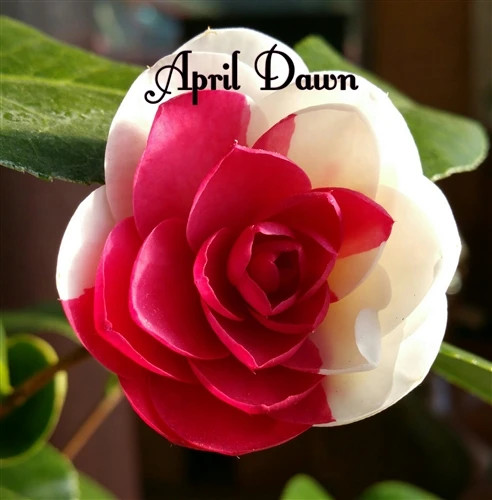 **APRIL DAWN**Bicolor Bloom** Camellia Japonica-Live Starter Plant -USA Seller-