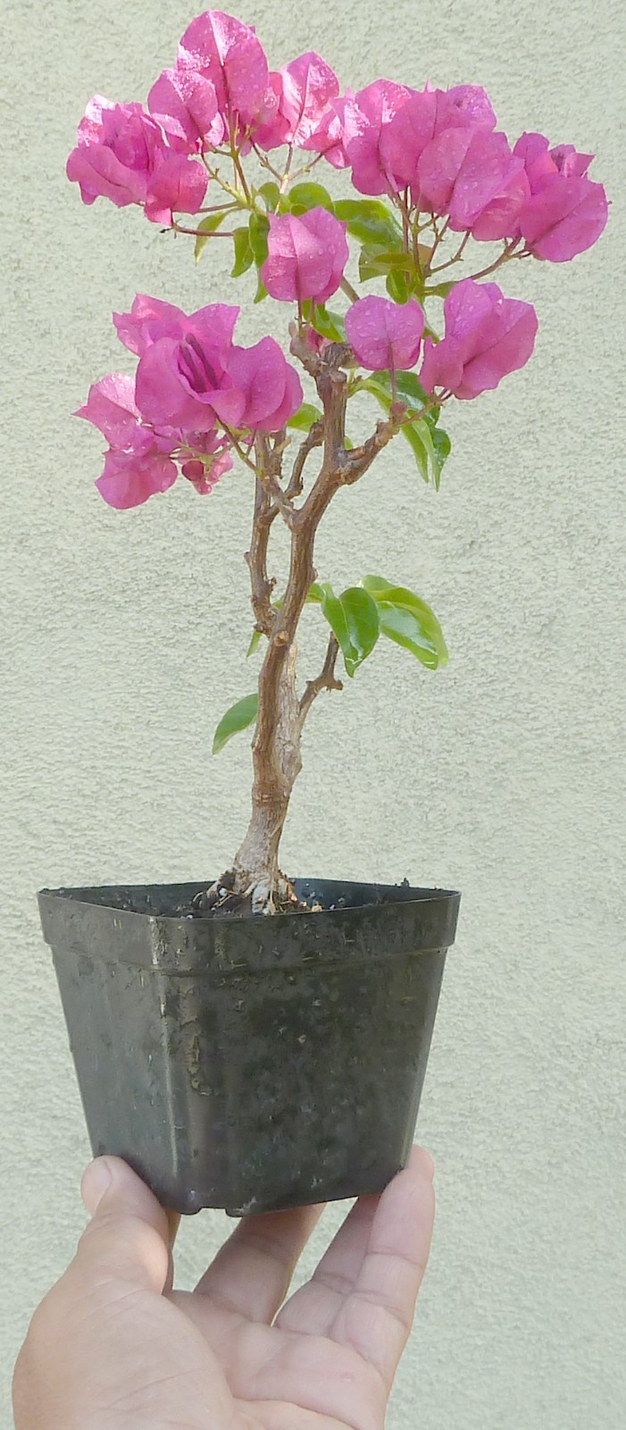 Purple Princess Bougainvillea Pre Bonsai Dwarf Mame Nice Movement Trunk Flowers