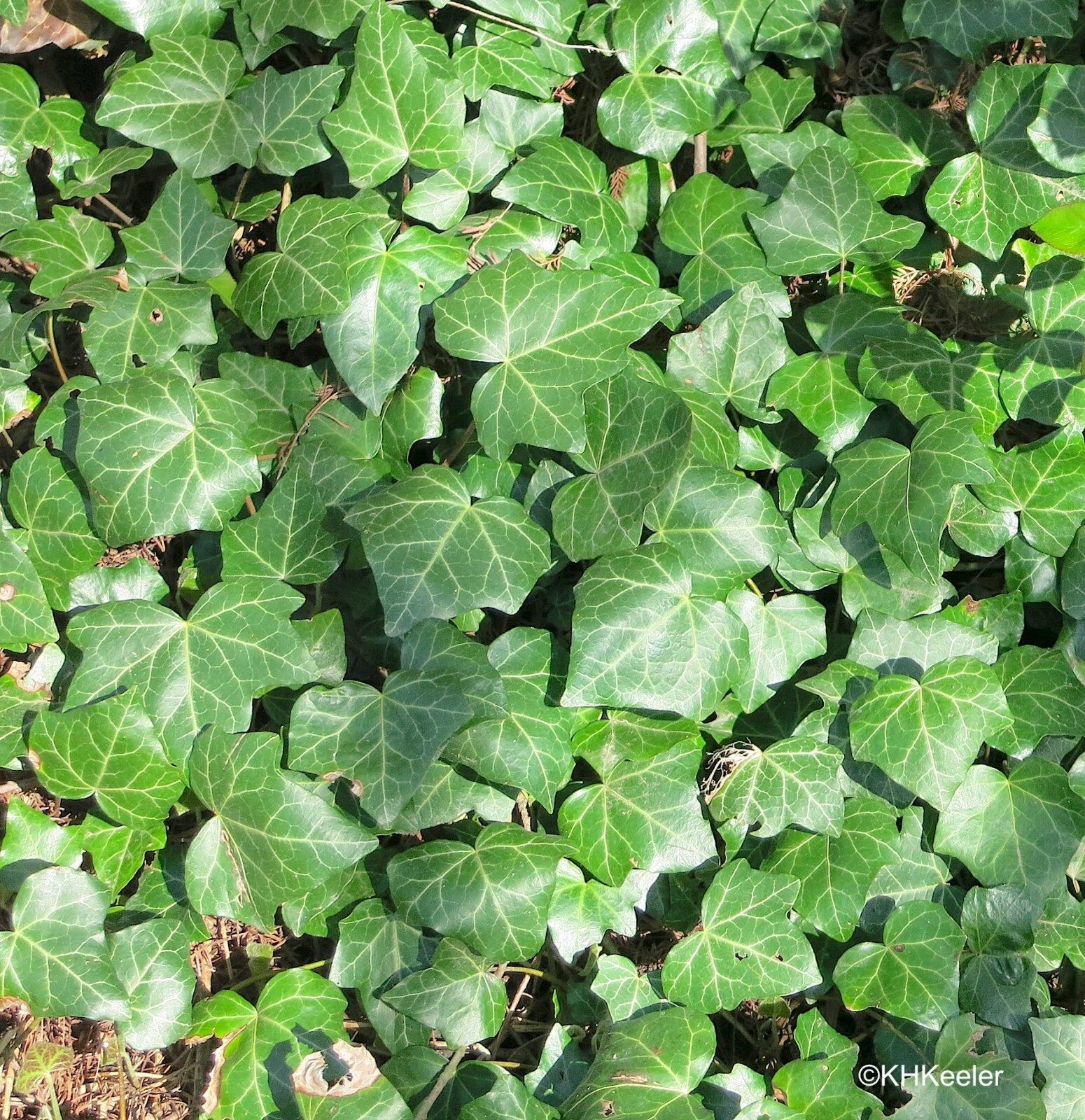(40) Cuttings of Deep Green English Ivy Vine (40 non rooted Cuttings)