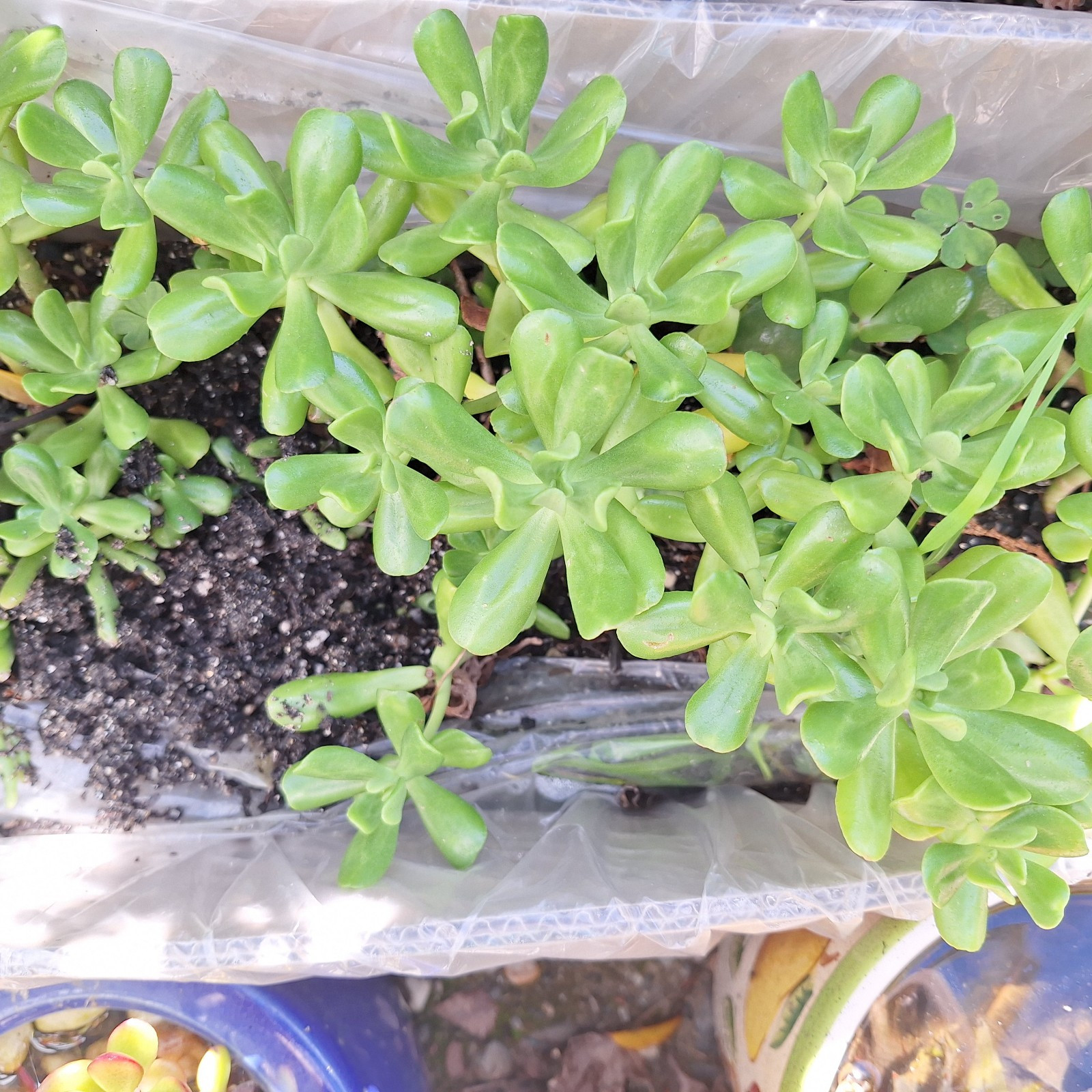 3 Jade/Money/Lucky Plant Succulent Cuttings (3-5 inches) NO POT