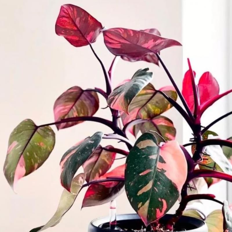 2 Pink Philodendron Plants Live, Rare Variegated Indoor Houseplant