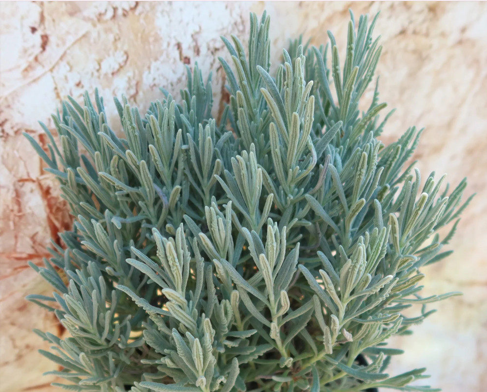 2 Godwins Creek Lavender Plants Live, 3–8″ Tall, Ships No Pot