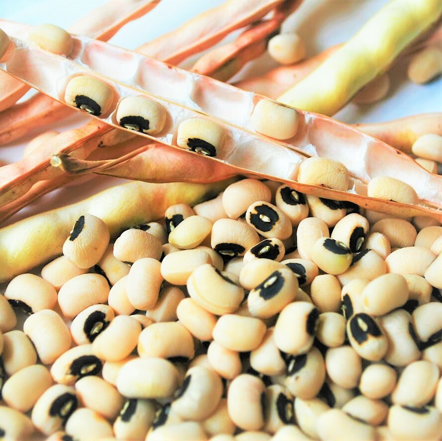 Black-Eyed Pea Seeds | California No. 5 Cowpea Southern Field Cowpea Seed 2024