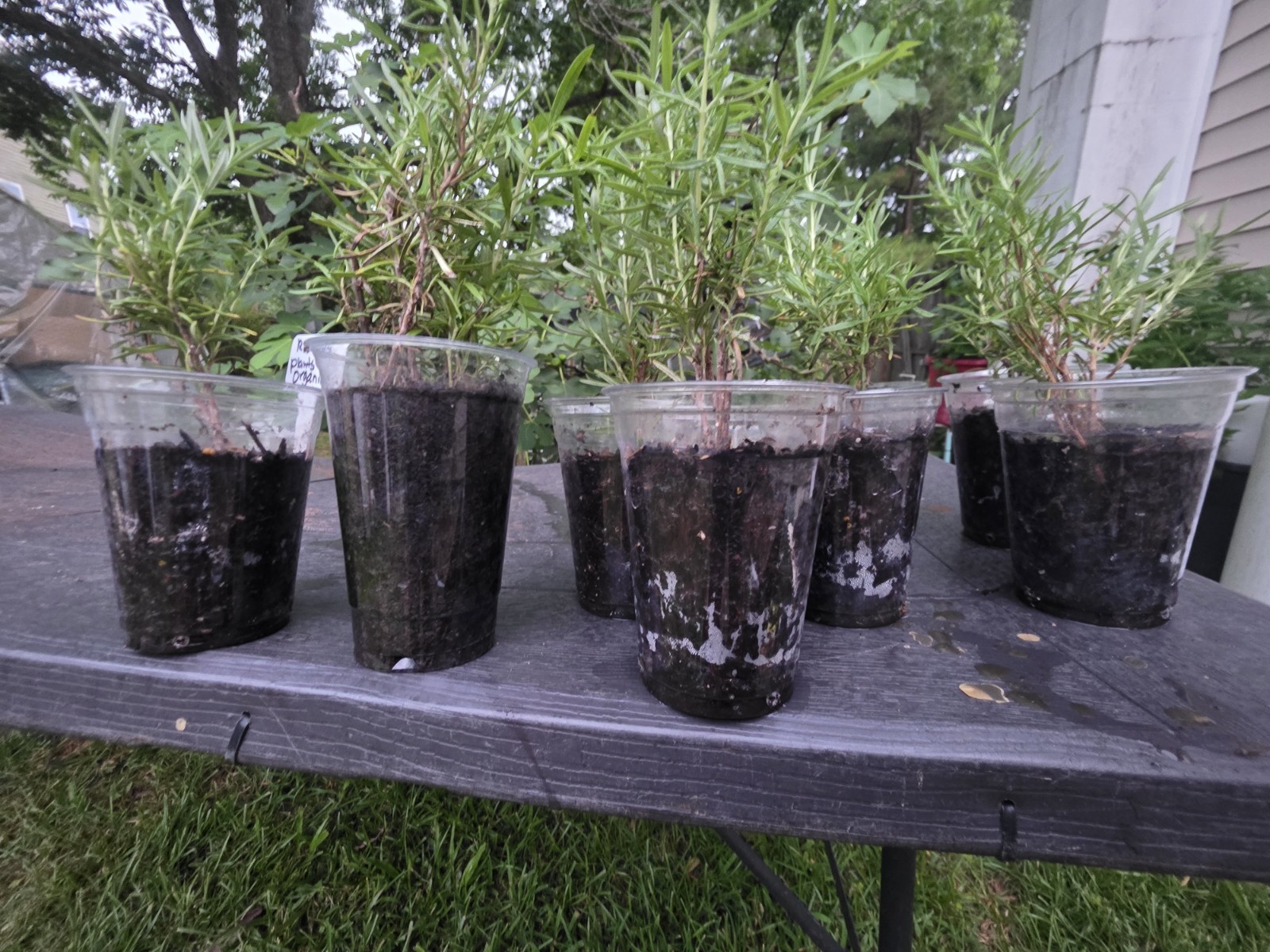 Organically Grown Rosemary plants (Plant only) size & shapes vary