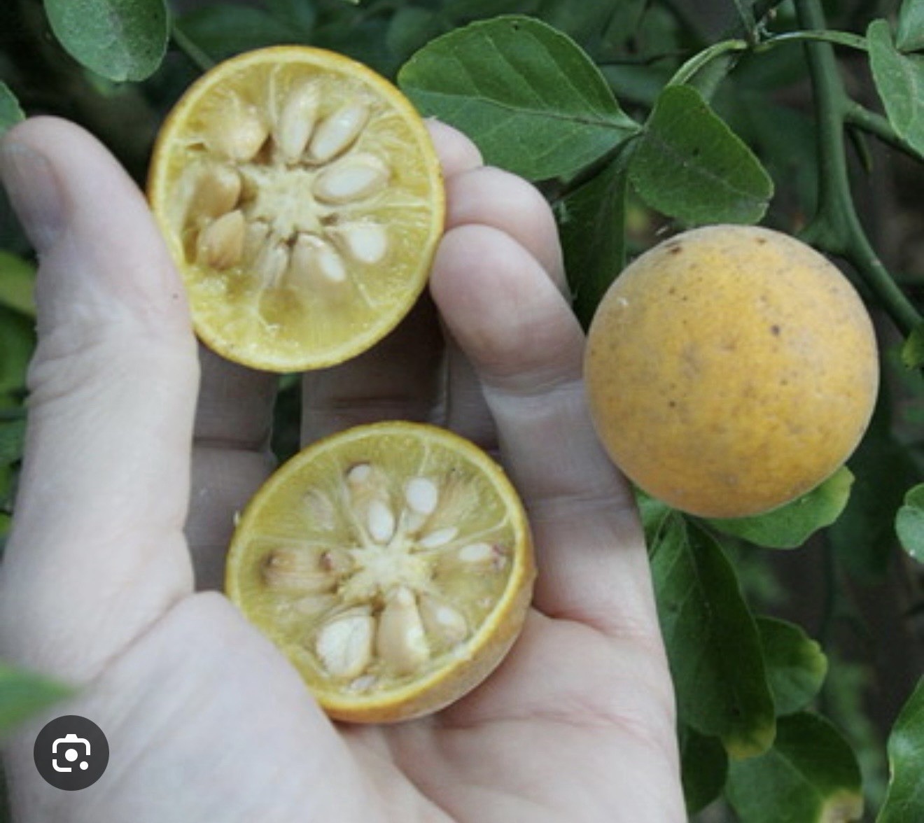 Poncirus Trifoliate Orange 3-4” seedlings plant 1 for $6 + 1 free(gift)