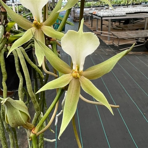 Plectrelminthus caudatus, angrecoid species, 2.5 inch pot, fragrant, uncommon