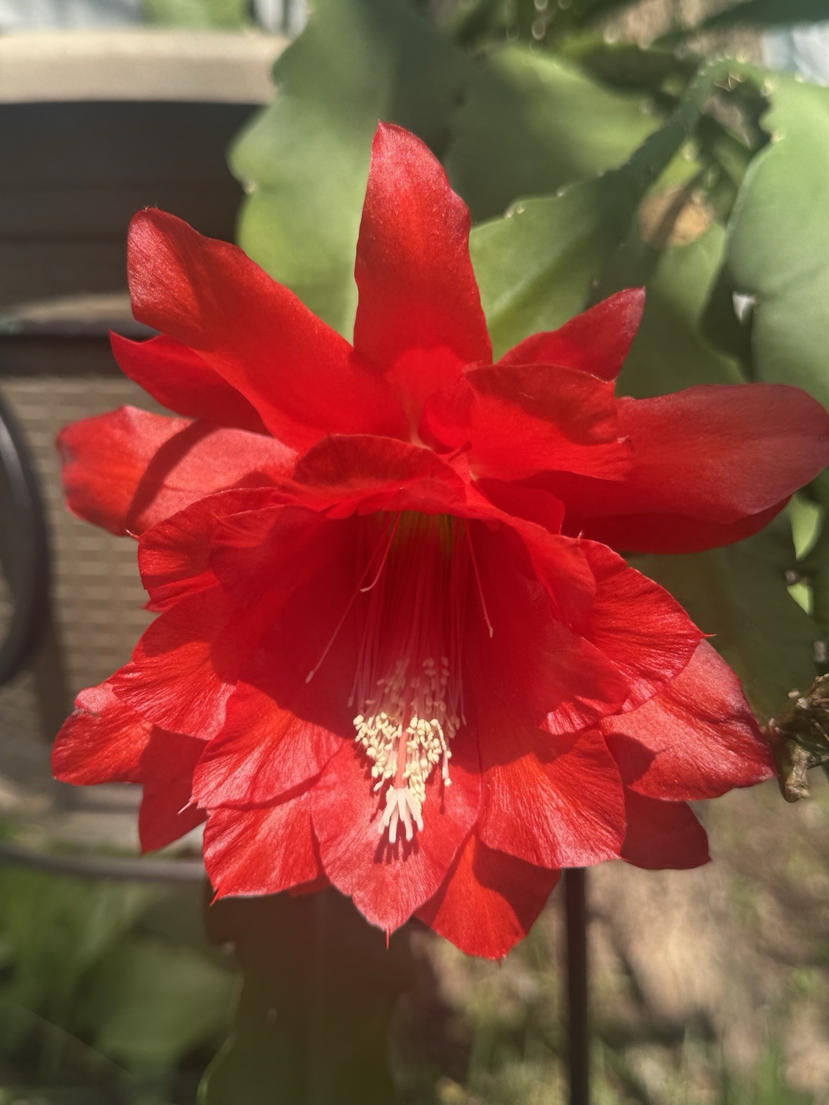 2 Epiphyllum Orchid Cactus Cuttings Unrooted. Length varies