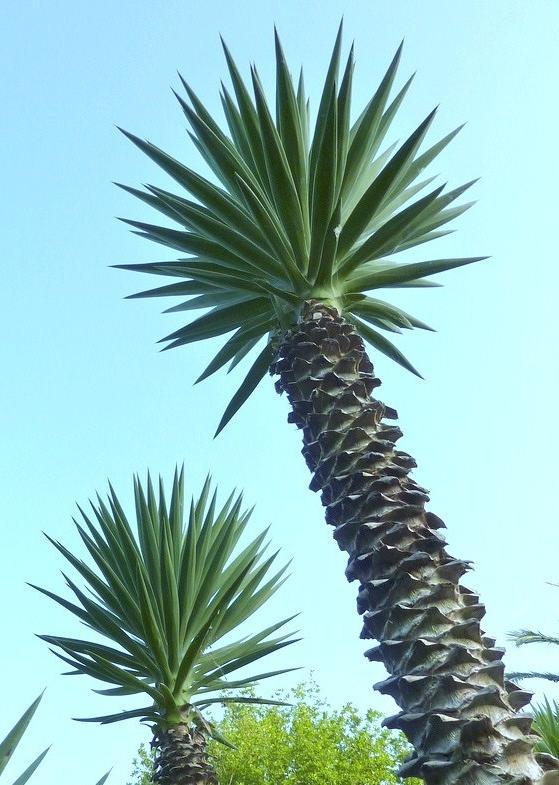 YUCCA ALOIFOLIA, rare Spanish Bayonet agave garden Dagger Plant seed – 15 SEEDS