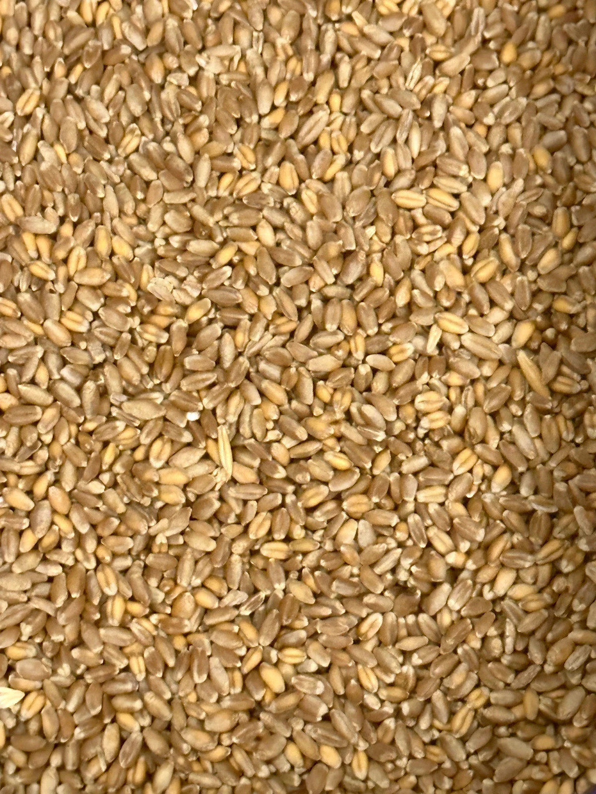 Hard Red Winter Wheat Seeds NON-GMO for planting sprouting fodder storage 5 Lbs