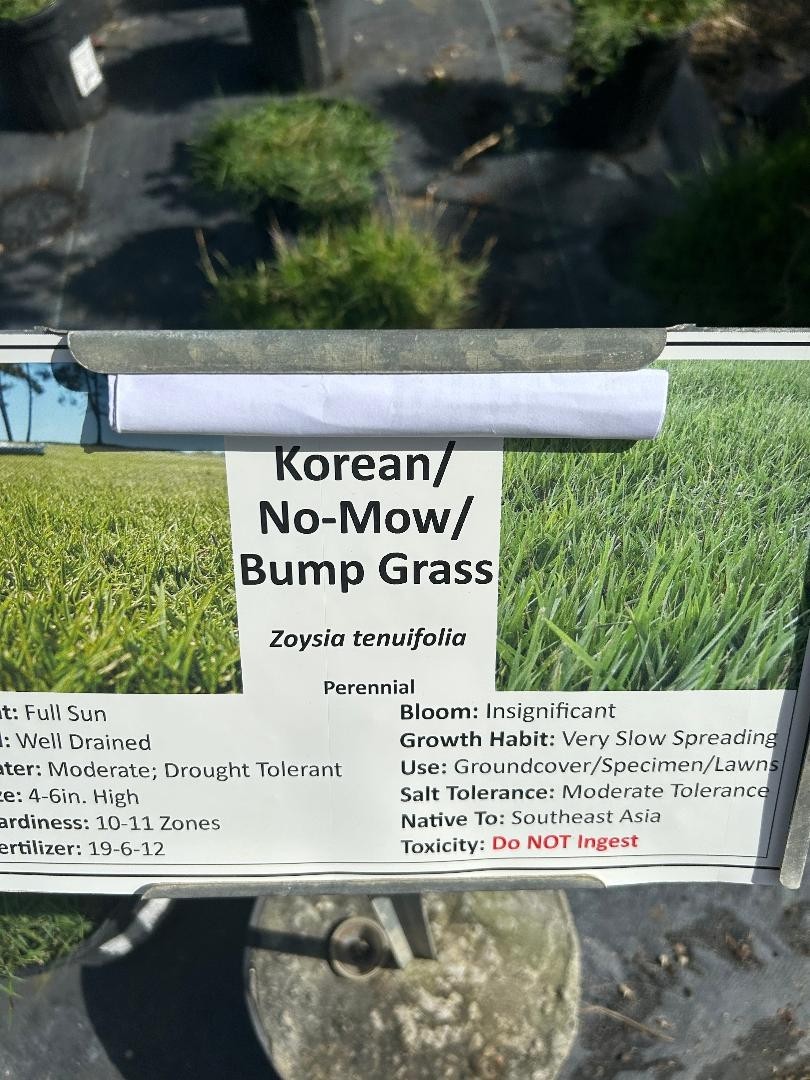 Rare Zoysia tenuifolia, also known as Korean Grass,- as pictured- very limited