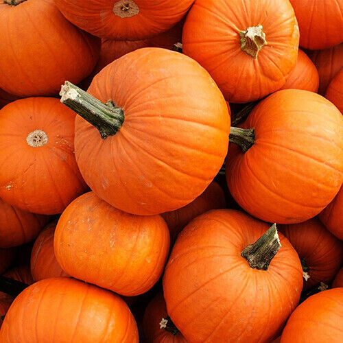 50 SMALL SUGAR PUMPKIN SEEDS, GREAT FOR PIE, FRESH HARVEST FOR 2024 GARDENS