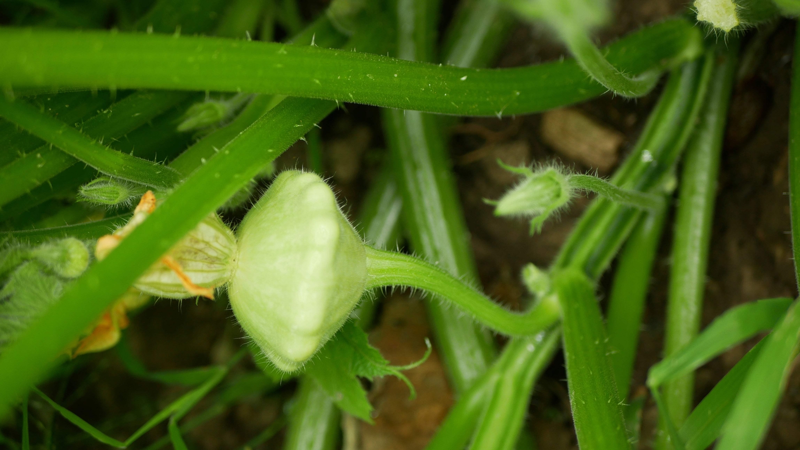 20 Green Tint BUSH SCALLOP SQUASH Patty Pan Cucurbita Pepo Vegetable Seeds