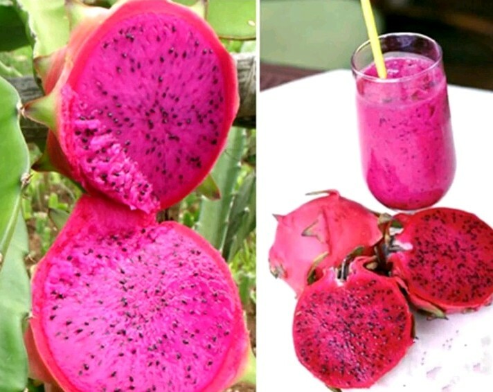 USA SELLER Dragon Fruit Mix (Red,purple, Yellow,White) 20+ seeds HEIRLOOM