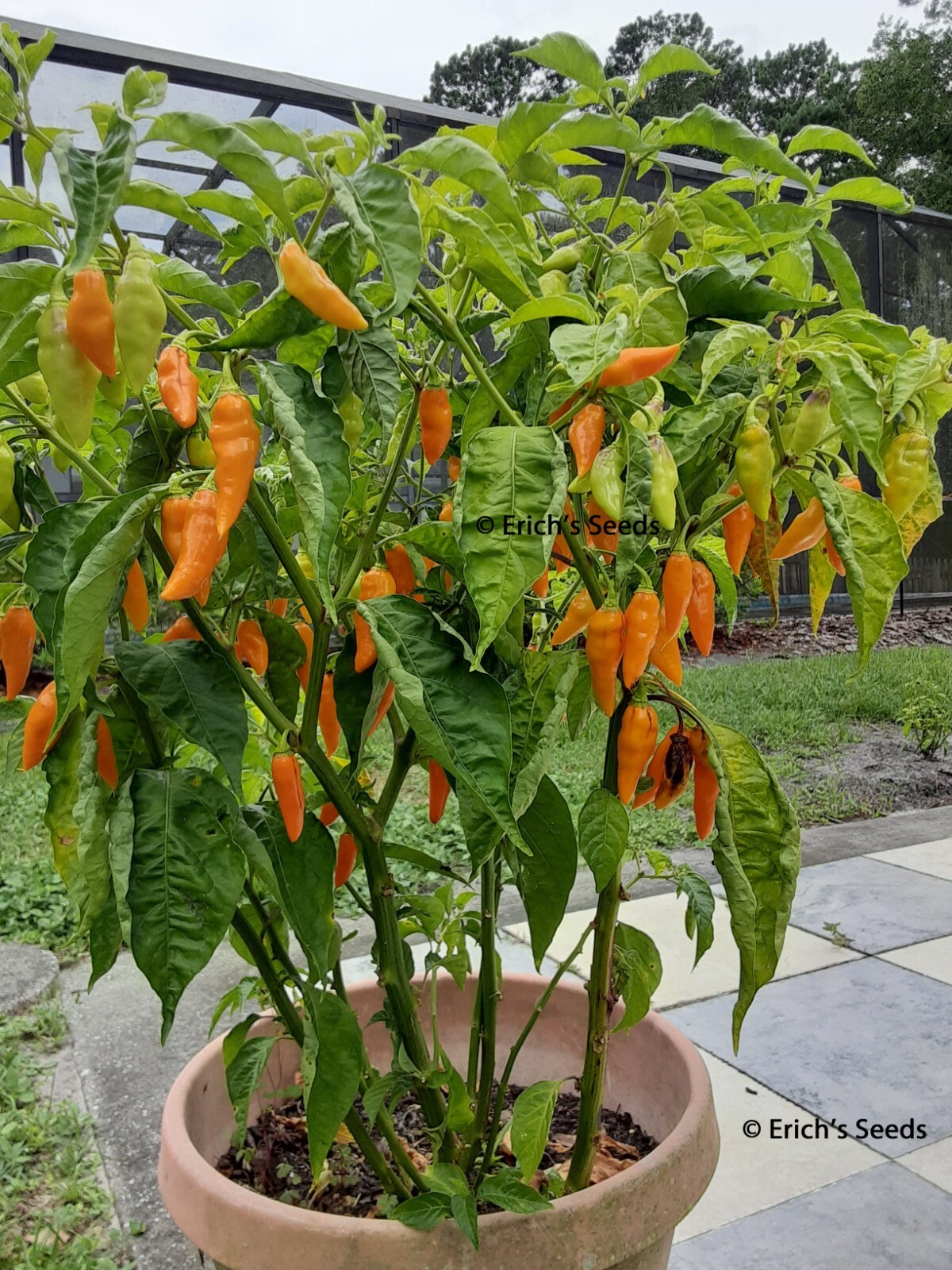 35+ Datil Hot Pepper Seeds – Florida Grown – Fresh seeds for planting June 2025