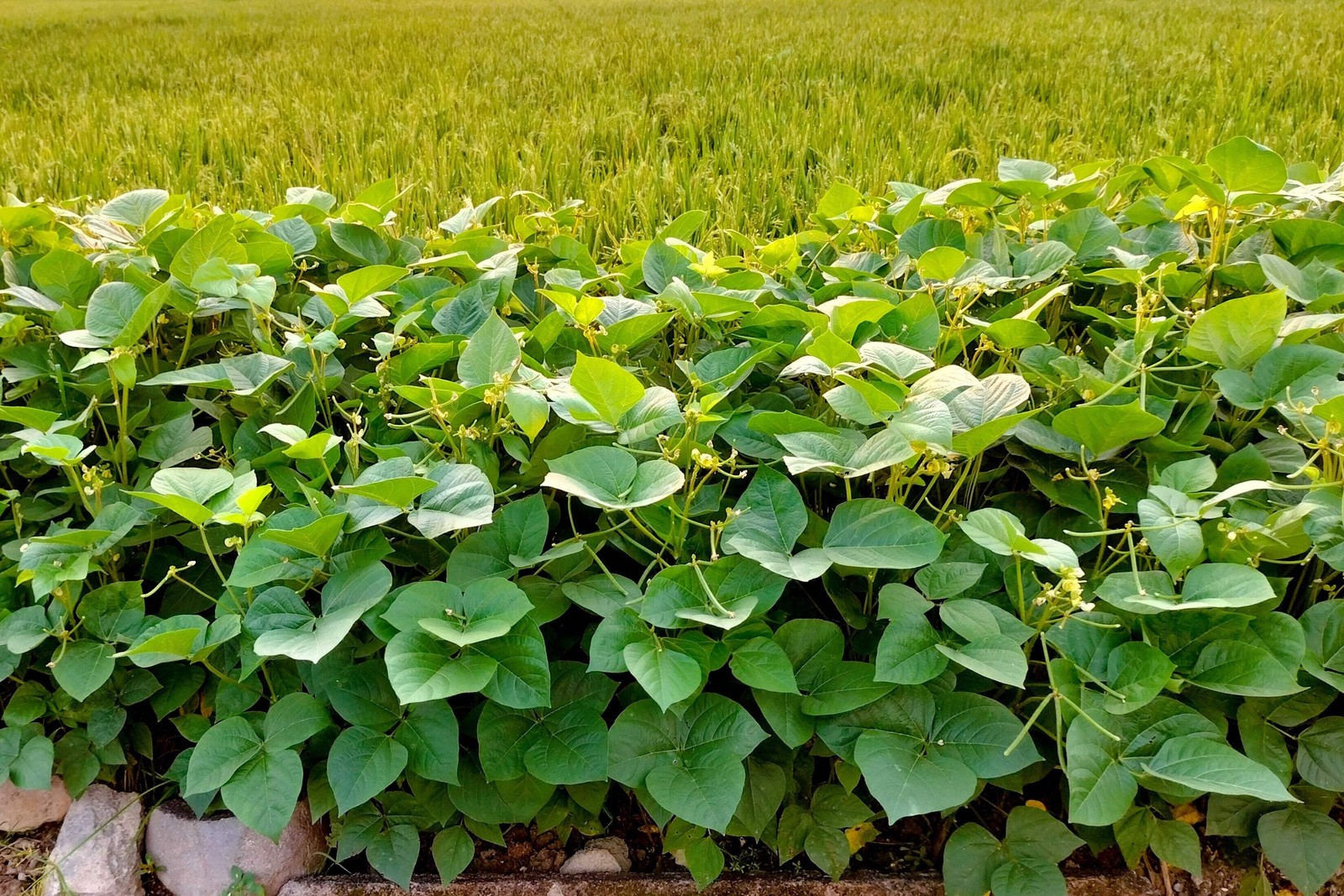 50 WHITE DIXIE LIMA BEAN Butterpea Phaseolus Vulgaris Vegetable Seeds *Comb S/H