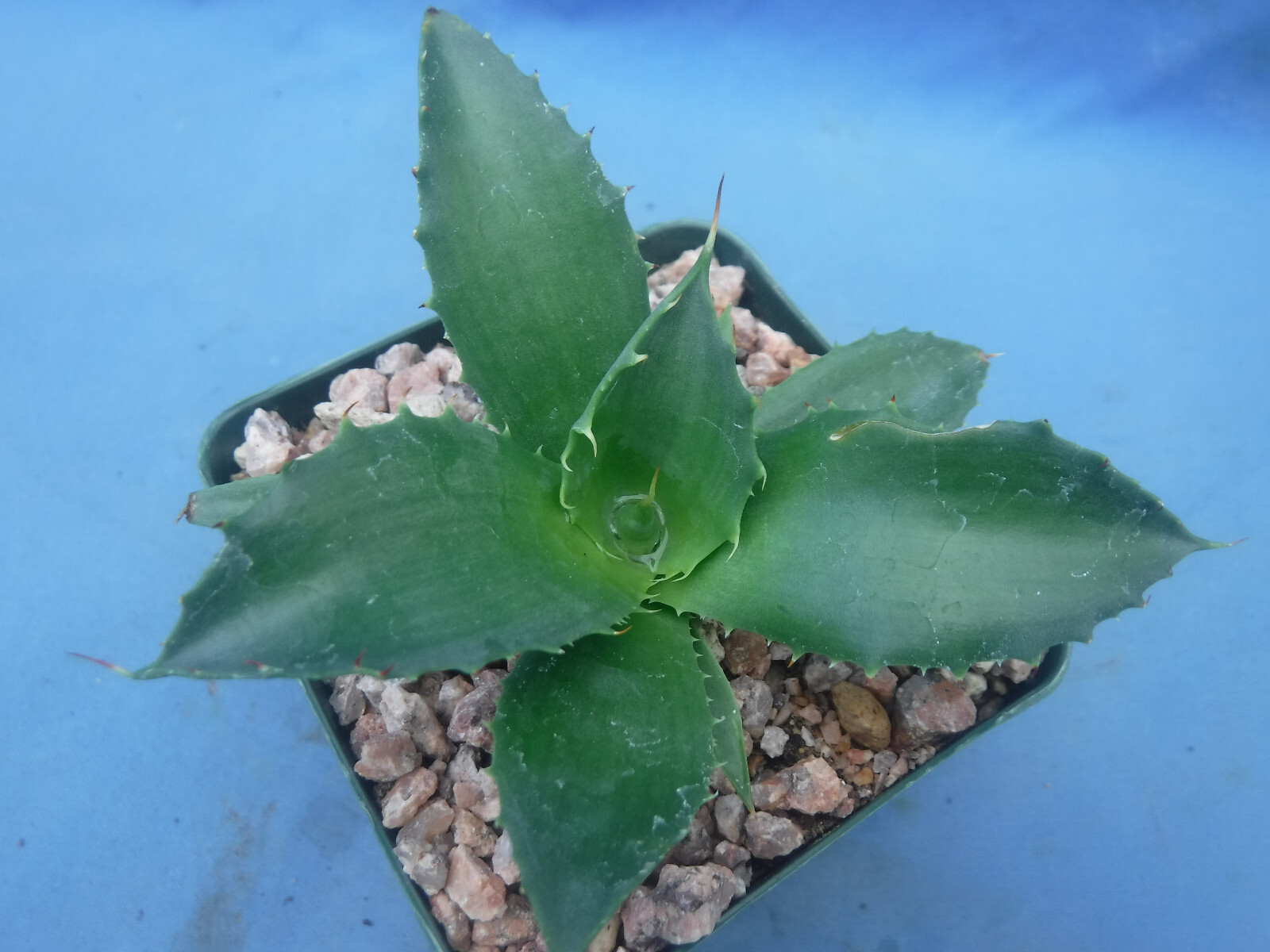 Agave “ShawPot” Starter Plant! HUGE Red Teeth! Incredible Hybrid! RARE! 3″-4″ Wd