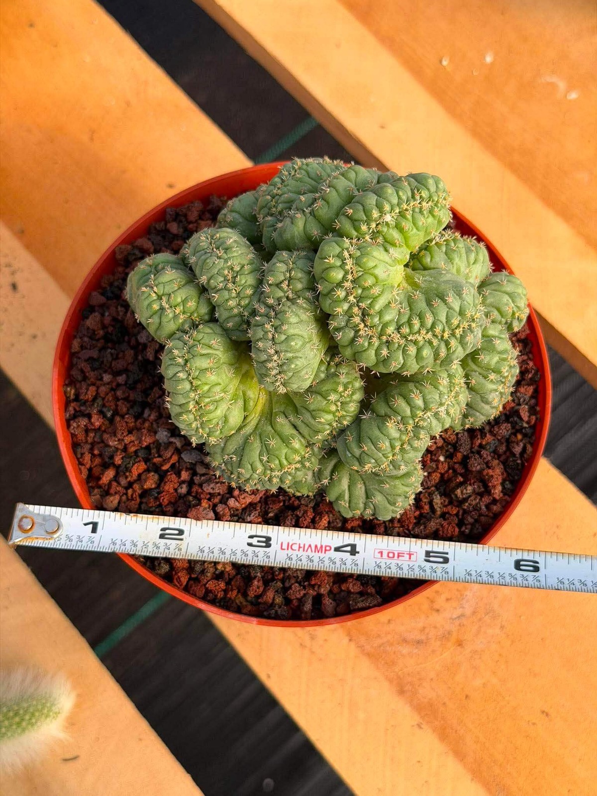 Coryphantha elephantidens ‘Tanshi’ Cristata