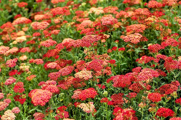 500 RED YARROW SEEDS | SALE FREE SHIPPING NON GMO HEIRLOOM