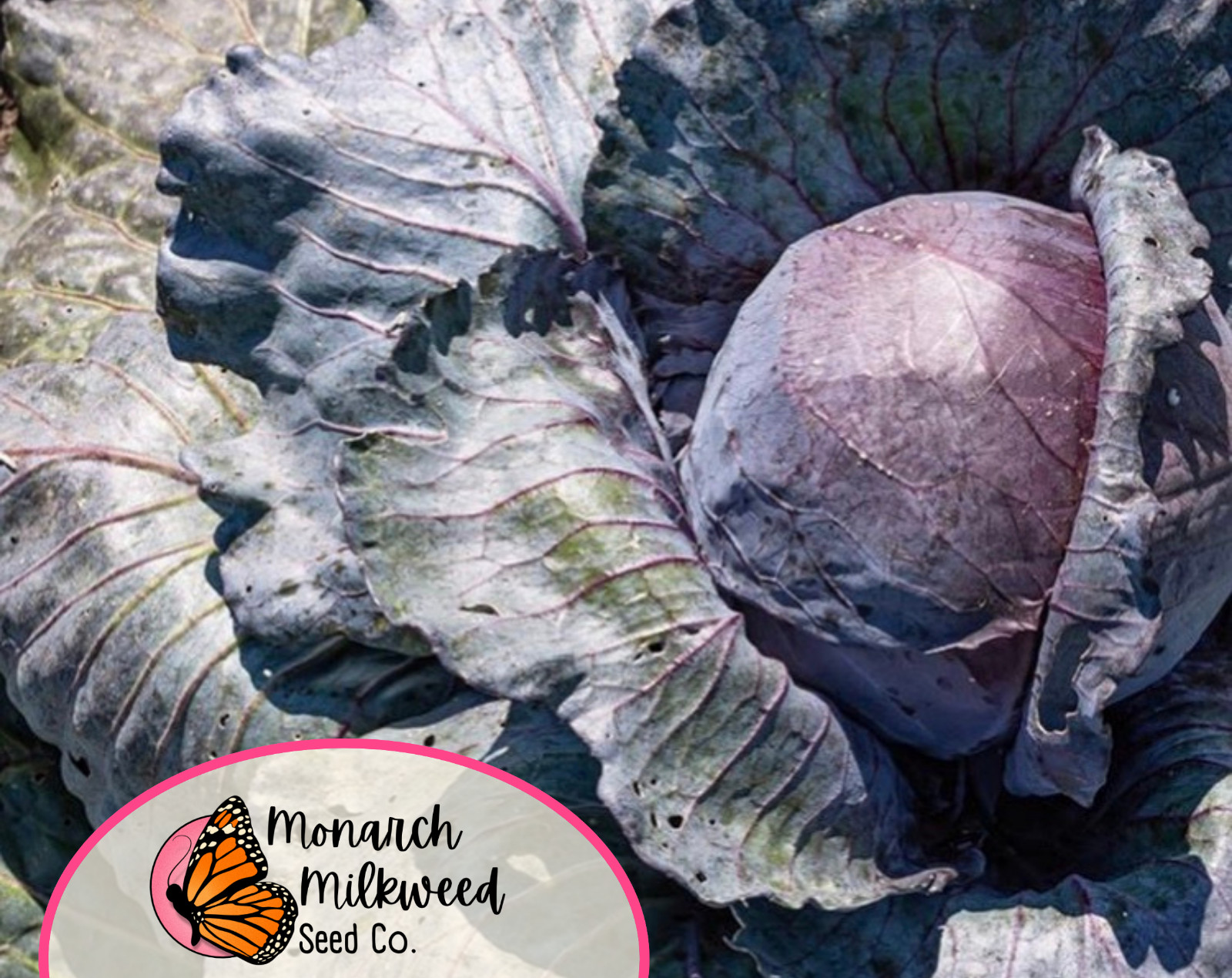 2200+ Cabbage Seeds ‘Red Acre’ | Heirloom, Non-GMO, Vegetable Gardening Seed