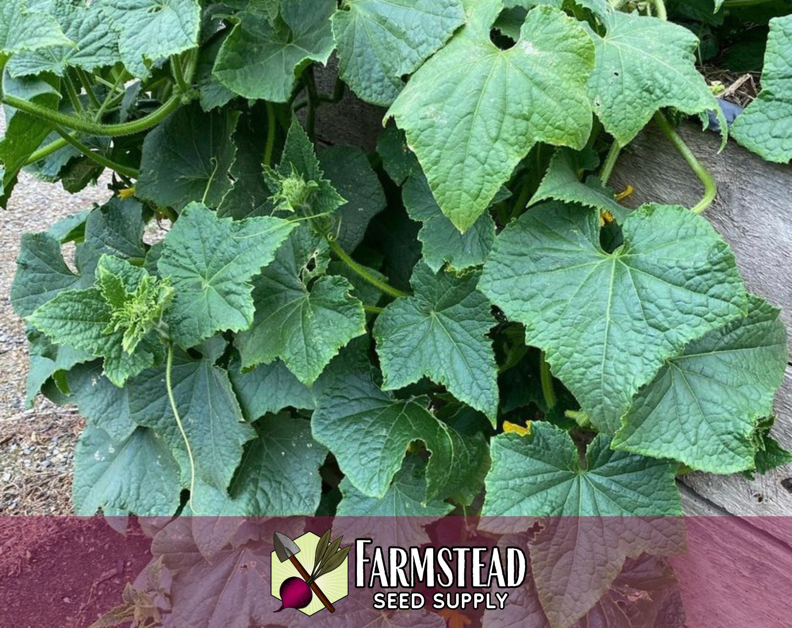 360+ Cucumber Seeds [Marketmore 76] Vegetable Garden Seed Packet, Heirloom, USA