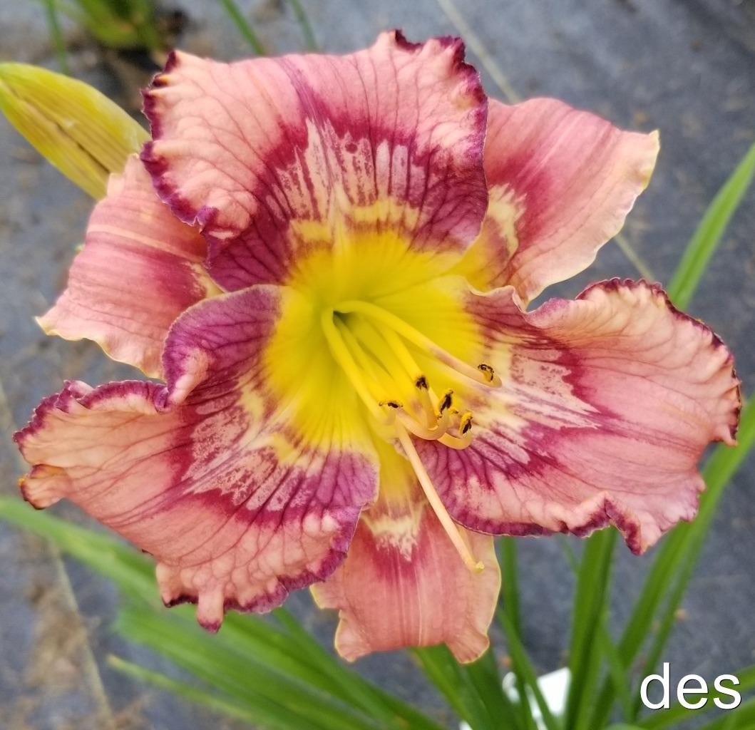 Daylily ~ GET JIGGY ~ Gorgeous Rebloomer ~ Daylilies ~ LIVE PLANT