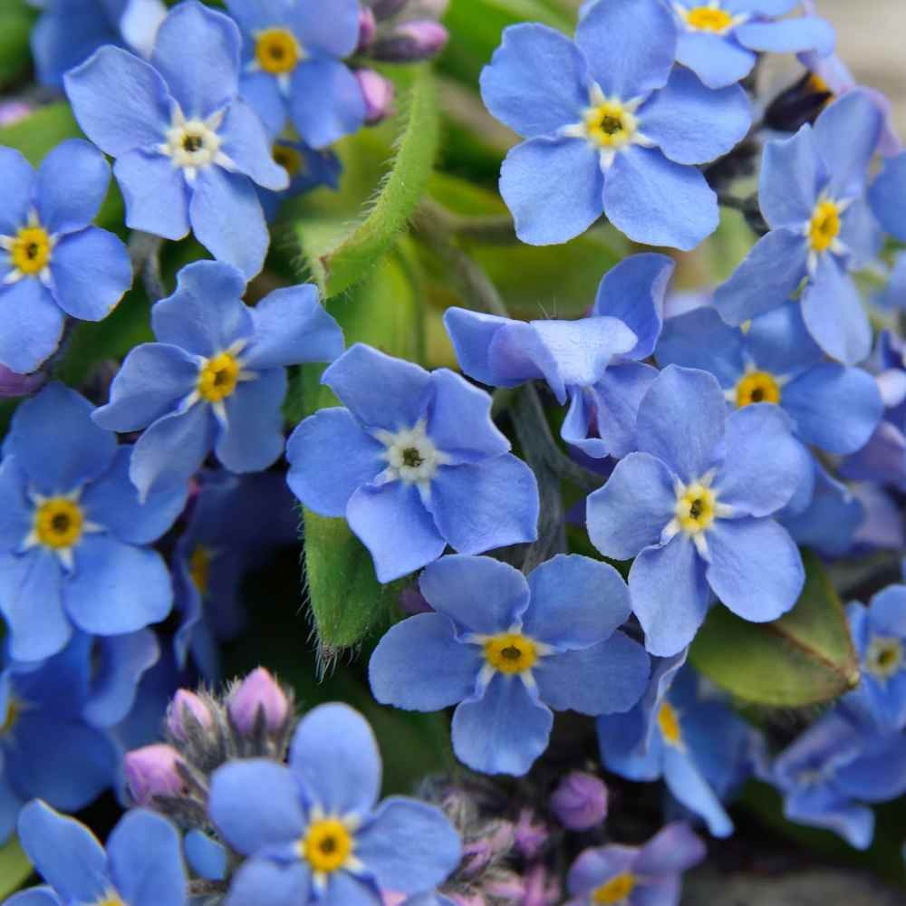 1 LB Sky Blue Forget Me Not Seed For Planting – Myosotis Sylvatica Ground