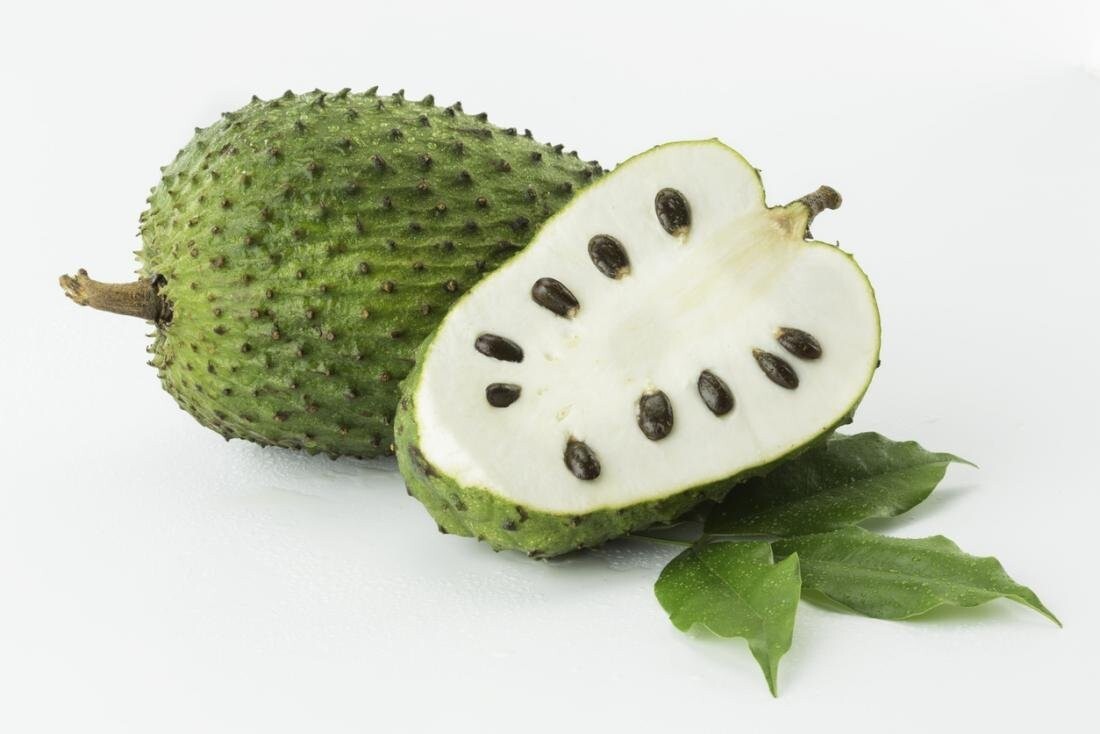 SOURSOP (ANNONA MURICATA) Tropical Live Fruit Tree 8in – 12in″