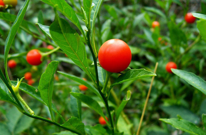 100 Ashwagandha Seeds (Withania somniferum) Organic
