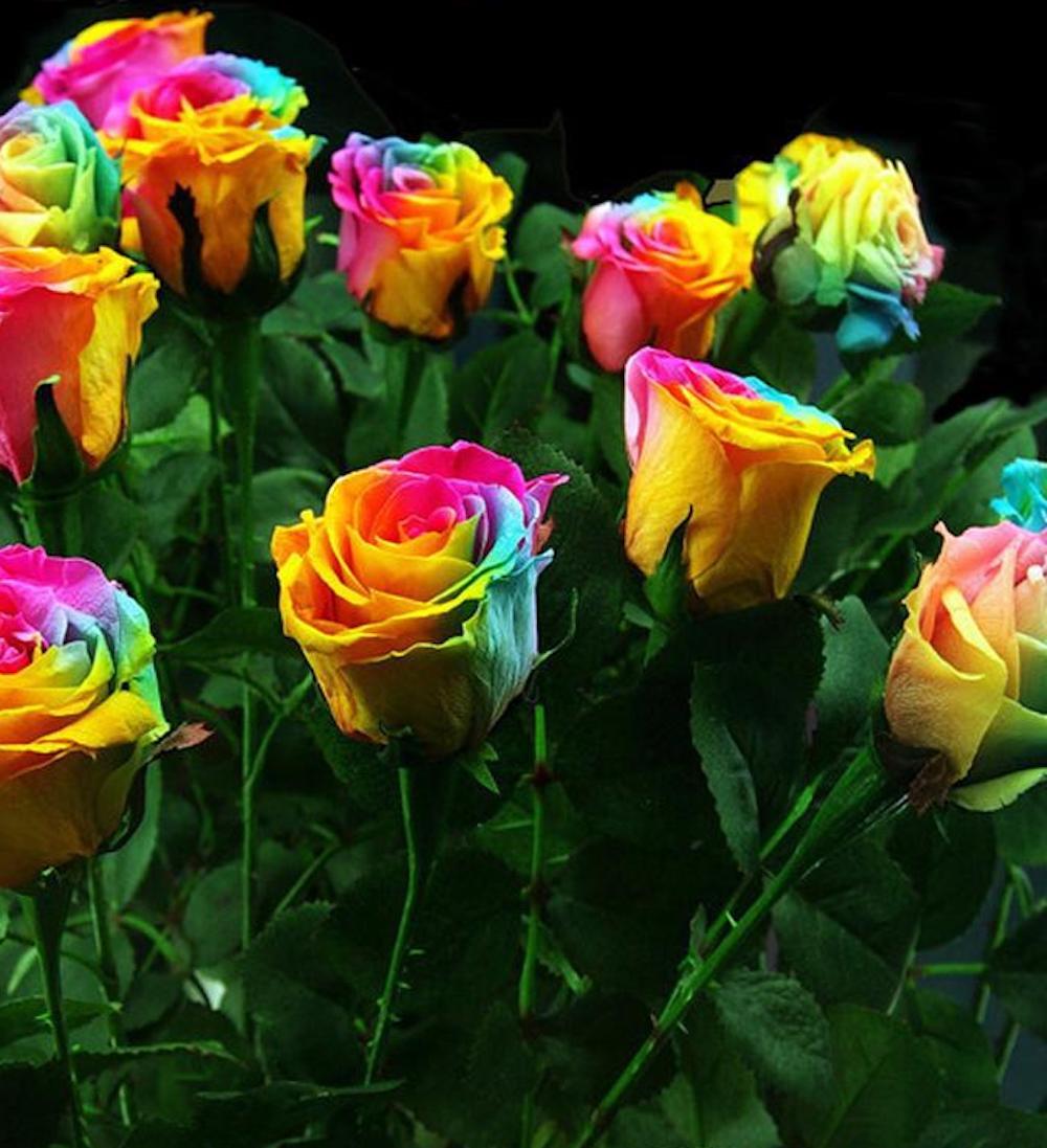 25 RARE RAINBOW ROSE SEEDS perennial hybrid tea flower garden USA SELLER W/TRACK