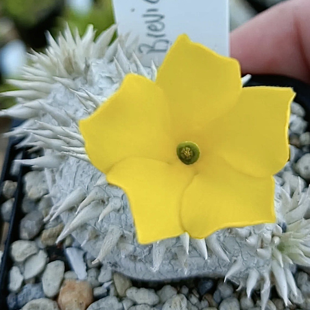 ULTRA RARE SEEDS (5pk) Pachypodium Brevicaule v. (FIVE) Caudex US SELLER