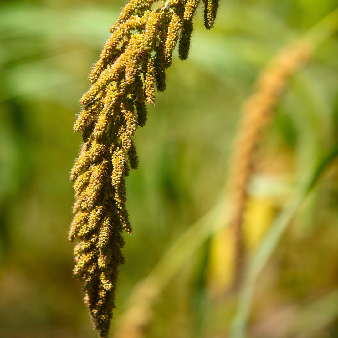Fresh Foxtail Millet Seeds | Fast Growing | Heirloom Non-GMO | Grain Seeds