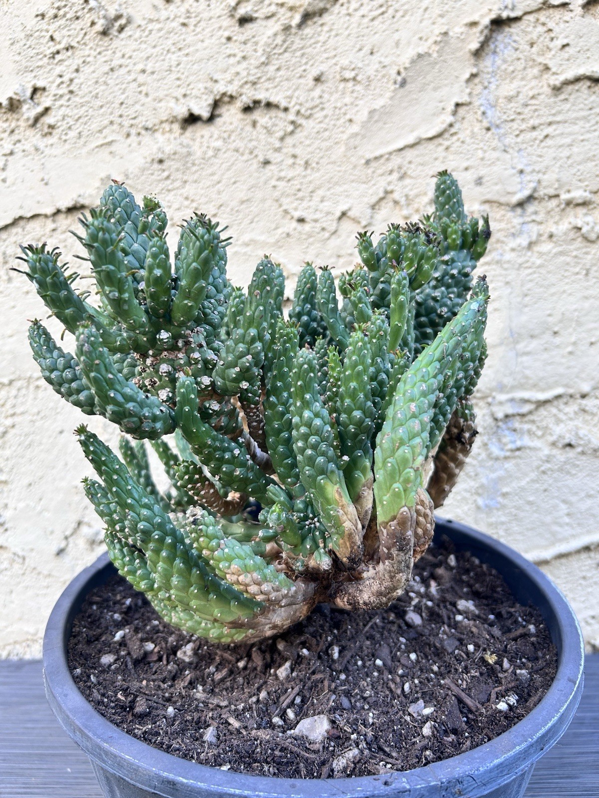 Unique Euphorbia Inermis Multi-Head Succulent Cactus Plant