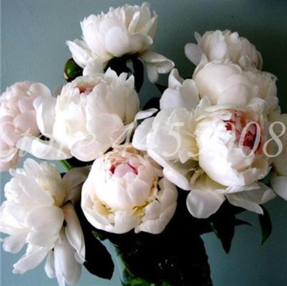 20 EXOTIC RARE PEONY SEEDS for garden flower beds plant bush USA SELLER USPS