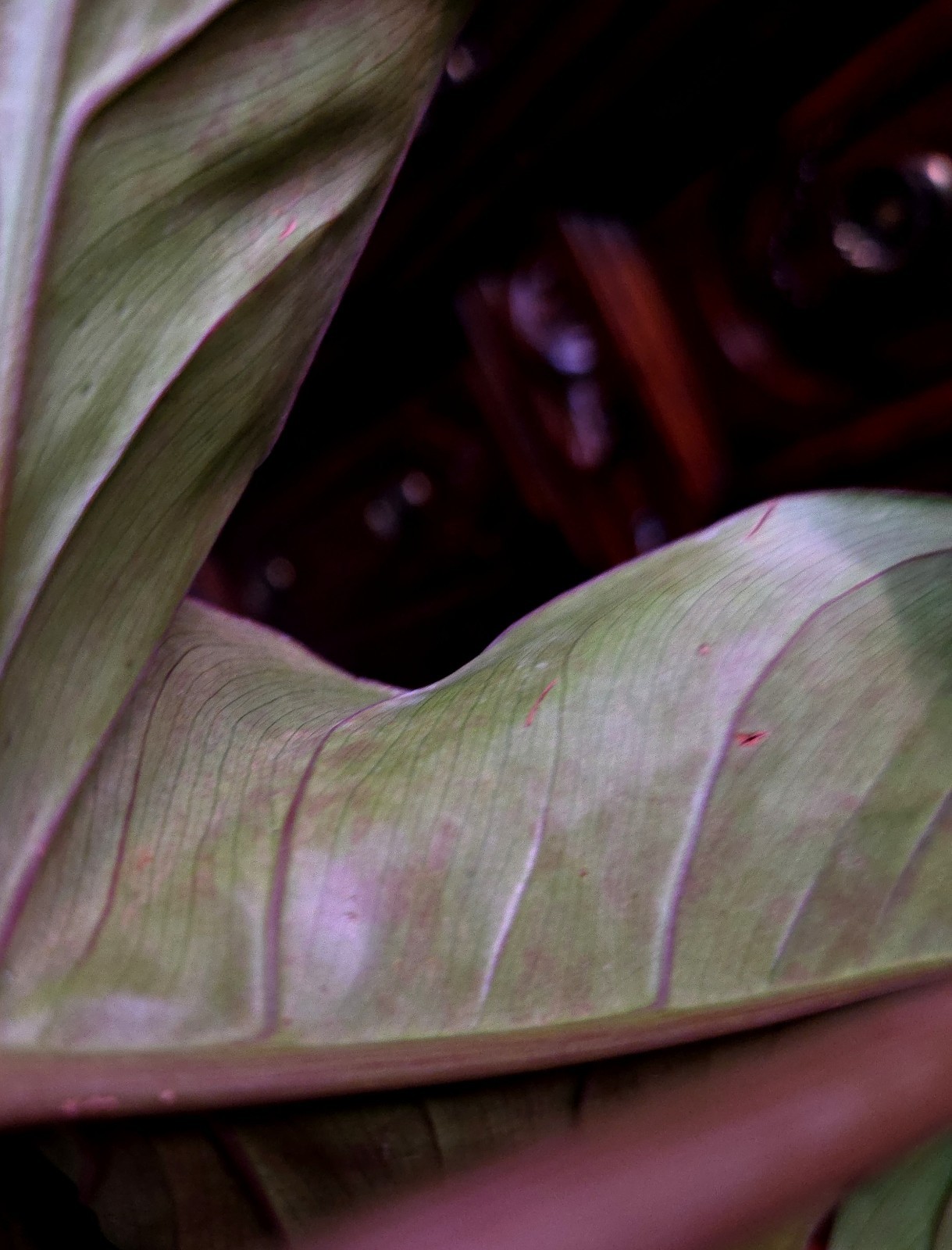 RARE XL Philodendron Pinnatilobum X Paloraense 26″ Tall Not Monstera Anthurium