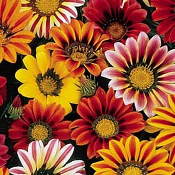 Gazania Sunshine Mix Annual Seeds