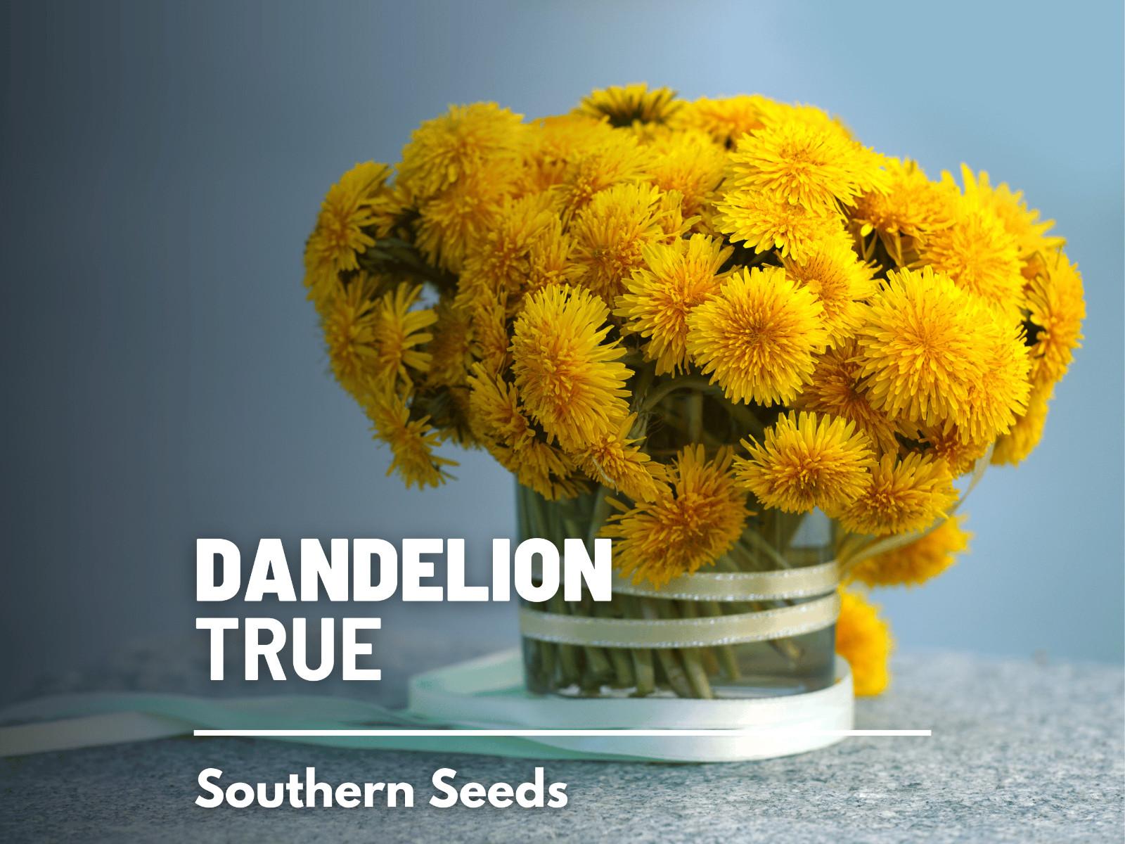 Dandelion, True – 50 Seeds – Culinary Flower Seed – GMO Free