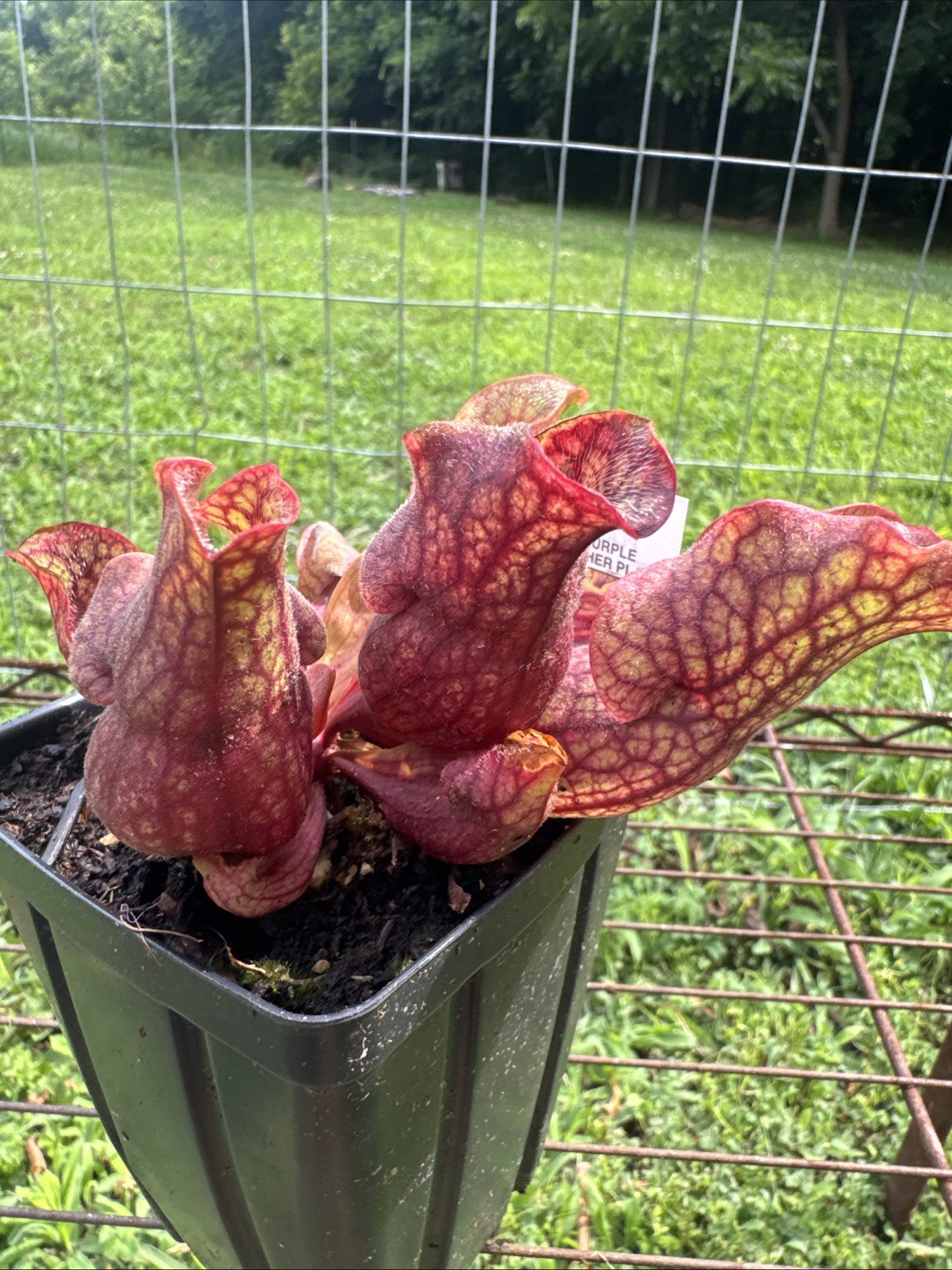 SARRACENIA PURPUREA “BOOMAN FLORAL” MARCO BOOMAN. MEDIUM SIZE.