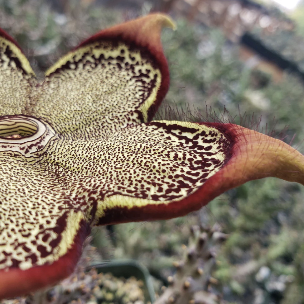 Edithcolea grandis 4″ Persian Carpet Flower Rare Starfish Succulent Plant