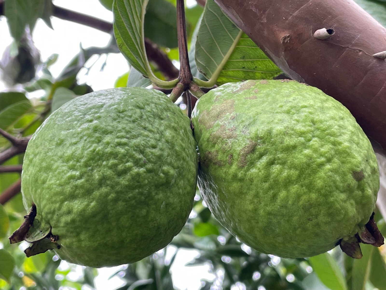 1 Sweet Ruby Supreme Big Fruit Guava Starter Tree, Psidium guajava Tree App 50″